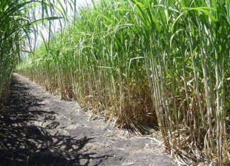 El evento incluye la realización de un foro de negocios, en el que presentarán la cartera de oportunidades del Grupo Azucarero Azcuba y el programa de construcción de bioeléctricas.