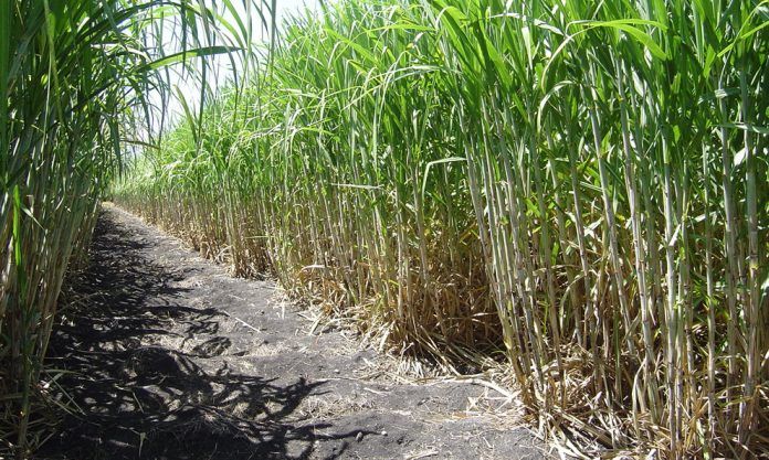 El evento incluye la realización de un foro de negocios, en el que presentarán la cartera de oportunidades del Grupo Azucarero Azcuba y el programa de construcción de bioeléctricas.