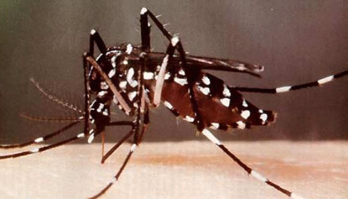 La mayor de las Antillas implementa un proyecto nacional para combatir el Aedes aegypti, con la aplicación de radiaciones ionizantes, como herramienta complementaria de la estrategia nacional para combatir esa plaga.