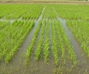 El programa inversionista que se lleva a cabo en los principales municipios dedicados al cultivo persigue autoabastecer del grano en un futuro no lejano a toda la provincia, el cual demanda de unas 45 000 toneladas.