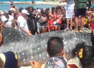 La incógnita de cómo falleció no ha sido develada. Por la manera en que lo encontraron se cree que quedó atrapado entre las redes y murió. En su cuerpo no hallaron ningún rastro de agresión, ni huellas de pelea.