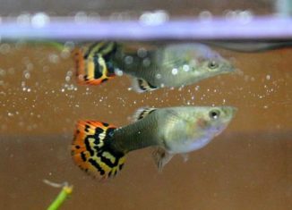 La generalización de esta variante, económica y efectiva, en tanto un solo guppy devora entre 60 y 150 larvas del dañino insecto en 24 horas.