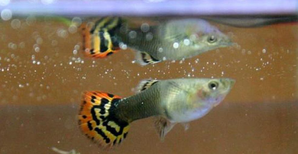 La generalización de esta variante, económica y efectiva, en tanto un solo guppy devora entre 60 y 150 larvas del dañino insecto en 24 horas.