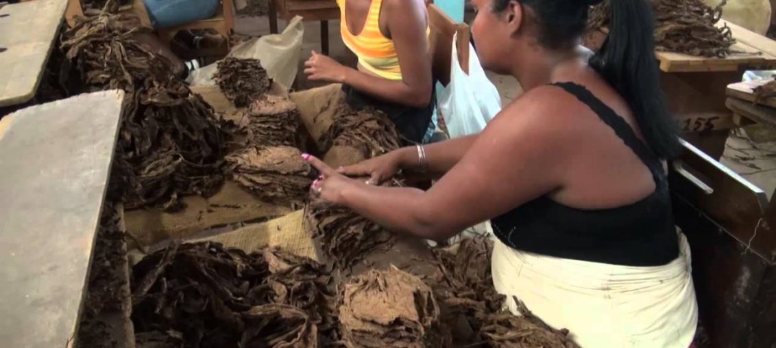 El programa de desarrollo del sector ha permitido sobrepasar las 30 000 toneladas de la hoja en las últimas tres campañas y disponer de la materia prima necesaria para la industria, e incluso para retomar la exportación de tabaco en rama trechado.