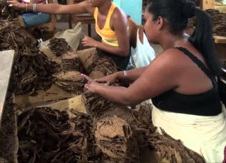 El programa de desarrollo del sector ha permitido sobrepasar las 30 000 toneladas de la hoja en las últimas tres campañas y disponer de la materia prima necesaria para la industria, e incluso para retomar la exportación de tabaco en rama trechado.