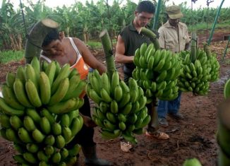 La cita, que tiene como sede el Centro Integral Niceto Pérez , incluye recorridos por fincas y cooperativas de Artemisa, Mayabeque y La Habana, que permitirán apreciar los avances en agroecología, agricultura sostenible y cooperativismo.