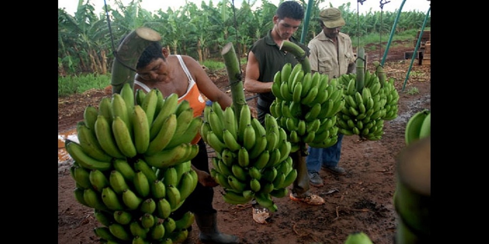 La cita, que tiene como sede el Centro Integral Niceto Pérez , incluye recorridos por fincas y cooperativas de Artemisa, Mayabeque y La Habana, que permitirán apreciar los avances en agroecología, agricultura sostenible y cooperativismo.