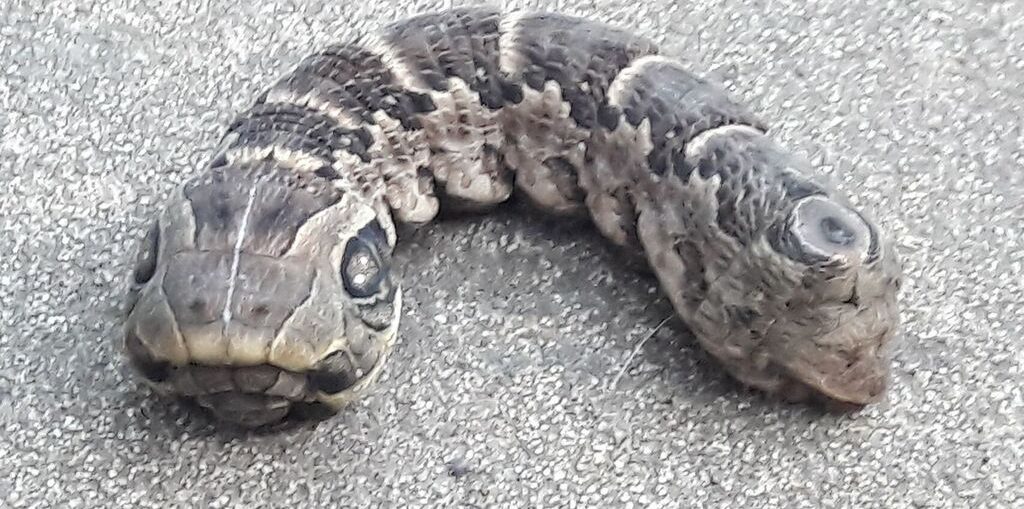 Este animal, por su forma física, guarda relación con el conocido “gusano u oruga cabeza de serpiente”, dada su apariencia similar al mencionado reptil.