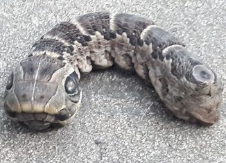 Este animal, por su forma física, guarda relación con el conocido “gusano u oruga cabeza de serpiente”, dada su apariencia similar al mencionado reptil.