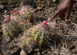 Melocactus guitartii, una especie en peligro crítico de extinción