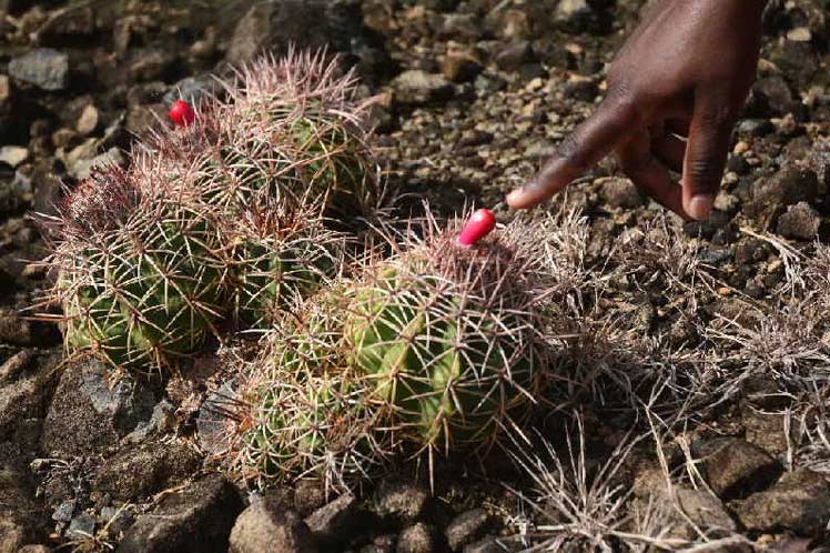 Melocactus guitartii, una especie en peligro crítico de extinción