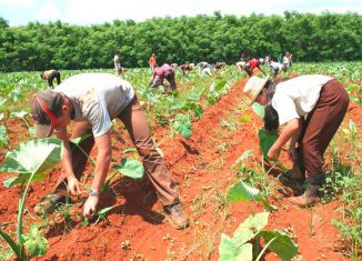 Sistema Integral para la Modelación y el Balance Agrícola es su nombre completo, y se ha ido perfeccionando sobre la marcha, a partir de la búsqueda de soluciones a los problemas concretos que se presentan en la producción.