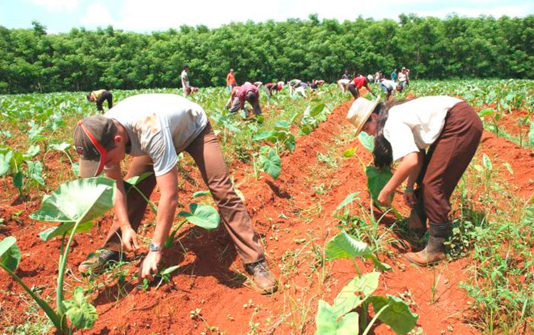 Sistema Integral para la Modelación y el Balance Agrícola es su nombre completo, y se ha ido perfeccionando sobre la marcha, a partir de la búsqueda de soluciones a los problemas concretos que se presentan en la producción.