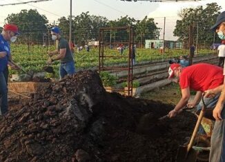 El Primer Secretario del Comité Central del Partido y Presidente de la República, Miguel Díaz-Canel Bermúdez, participa junto a 100 jóvenes en un trabajo voluntario en la UEB Granja Boyeros, perteneciente a la Empresa Agropecuaria Metropolitana.