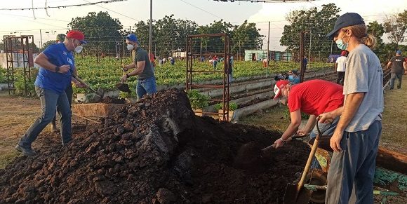 El Primer Secretario del Comité Central del Partido y Presidente de la República, Miguel Díaz-Canel Bermúdez, participa junto a 100 jóvenes en un trabajo voluntario en la UEB Granja Boyeros, perteneciente a la Empresa Agropecuaria Metropolitana.