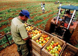 La Resolución 320 anula lo dispuesto para los precios máximos de acopio y mayoristas de los productos agropecuarios con destino al consumo social, dietas médicas y Sistema de Atención a la Familia (malanga xanthosoma y colocasia, plátano vianda, burro y fruta, y boniato).