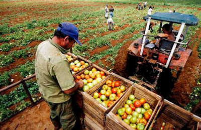 La Resolución 320 anula lo dispuesto para los precios máximos de acopio y mayoristas de los productos agropecuarios con destino al consumo social, dietas médicas y Sistema de Atención a la Familia (malanga xanthosoma y colocasia, plátano vianda, burro y fruta, y boniato).