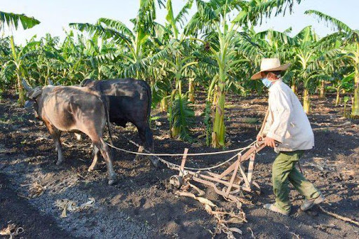 Los beneficiarios de estos fondos deben tener como destino de sus cosechas a la industria, balance nacional, mercados agropecuarios; es indispensable la disponibilidad de alimentos y agua en el caso de las ganaderías.